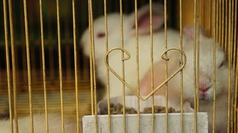 The small white rabbit, was shut in a cage Stock Footage 43053184
