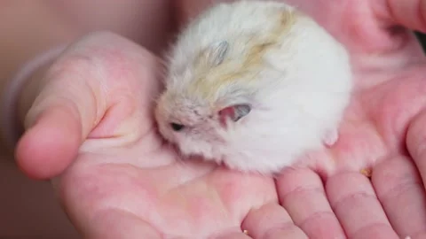 A small white with a red hamster in children's hands. Vidéo 234123640