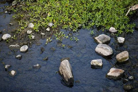 Small White Rocks Emerging from Shallow River Water near Green Bank Vegetatio Stock Photos
