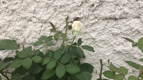 Small White Rose with Green Leafs against White Wall at the Background Stock Footage 92183871