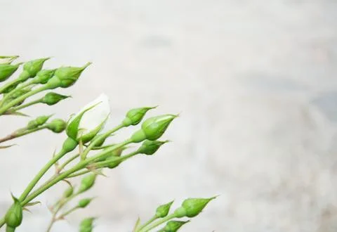 Small white rose with tiny rosebuds Stock Photos