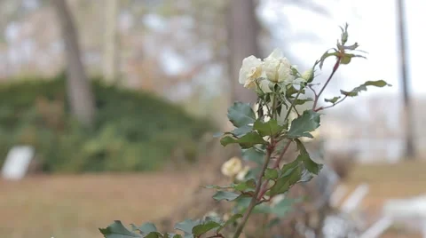 Small White Roses Blowing in the Wind Stock Footage 50445965