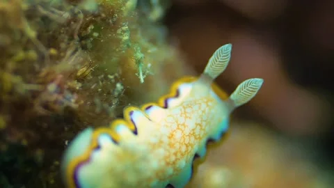 A Small White Sea Slug Close Up Macro Stock Footage 148085300