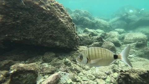 Small white seabream swims close to the camera Video stock 282832758