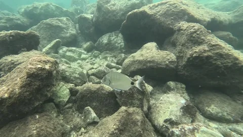 Small white seabream swims close to the camera Video stock 282832763