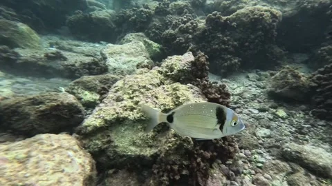 Small white seabream swims energetically in front of the camera. Video stock 282832813