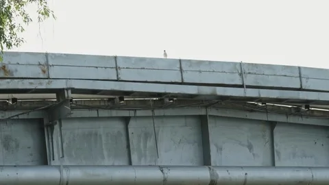 Small white seagull sitting on a concrete industrial pipeline bridge Stock Footage 337753951
