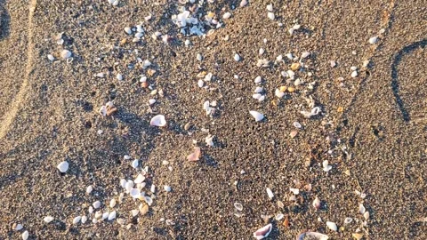 Small white seashells on the beach Stock Footage 300296257