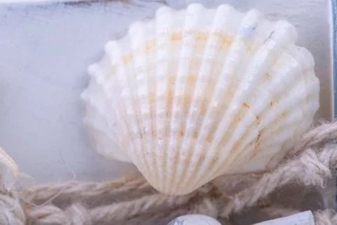 Small white shell with old thaws Stock Photos