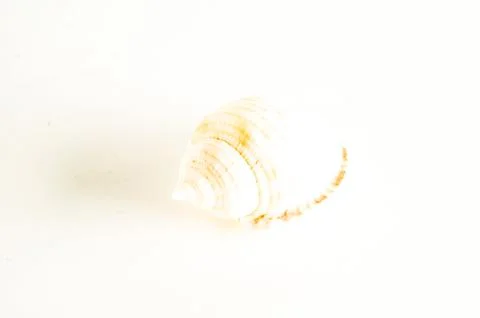 A small white shell is sitting on a white background Foto stock
