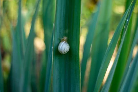 Small white snail crawling on vibrant green leaf in natural garden setting 库存照片