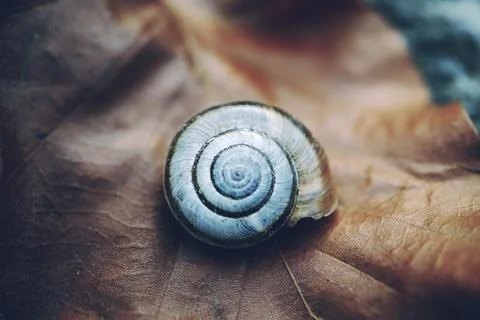 Small white snail on a leaf Stock Photos
