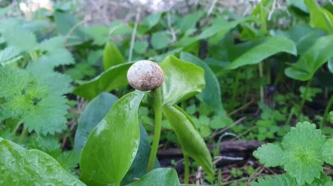 Small white snail Foto stock