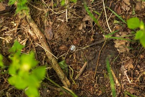 Small white snail shell among pine needles and leaves in Lithuania Stock Photos