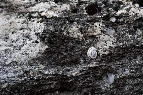 Small white snail shell on grey textured rock Stock Photos