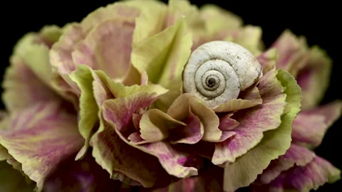 Small White Snail Shell Resting On Variegated Carnation Petals Stock Footage 346757606