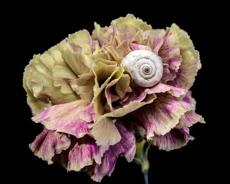 Small White Snail Shell Resting On Variegated Carnation Petals Фото