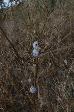 Small white snails on dry thin grass in an open field during summer sunset. Stock Photos