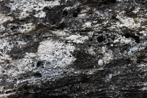 Small white snails on a rough dark rock surface Stock Photos