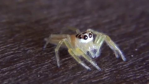 Small white spider jumps Video stock 104045988