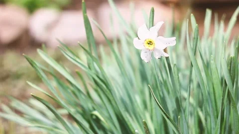 small white spring flower sways from a gentle wind Stock Footage 134968674