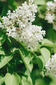 Small white spring flowers on a background of green foliage Stock-Fotos