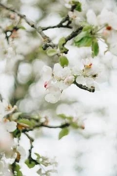 Small white spring flowers on a background of green foliage Stock Photos