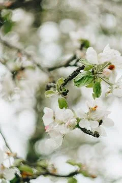 Small white spring flowers on a background of green foliage Foto stock