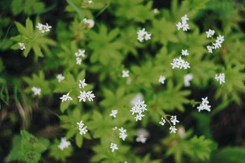 Small white spring flowers on a background of green foliage Foto stock
