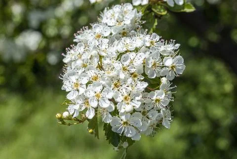 Small white spring flowers on a blurred background Stock Photos