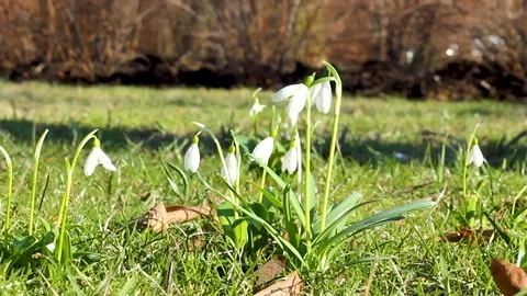 Small white spring flowers snowdrop is spring symbols. On backyard or in garden Stock Footage 130729911