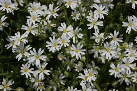 Small white spring flowers.Chamomile. Stock Photos