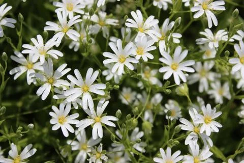 Small white spring flowers.Chamomile. Stock Photos