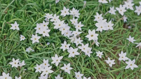 Small white spring starflowers blooming in green grass swaying in the gentle 動画素材 333098439