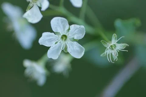 Small white spring tender flower Stock Photos