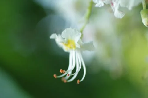 Small white spring tender flower Stock Photos