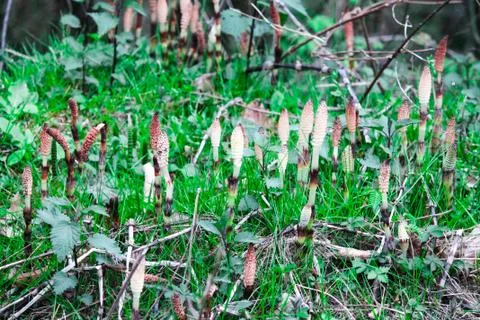 Small white sprouts begin to grow in the forest with a vein, among green grass Foto stock