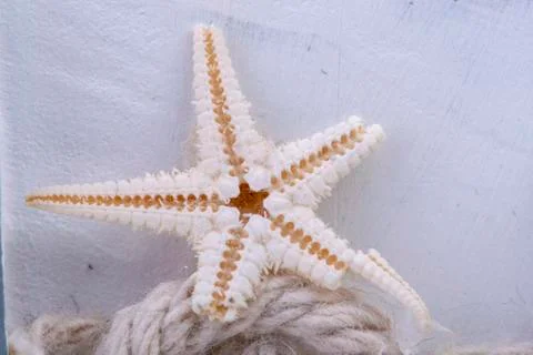 Small white starfish Stock Photos