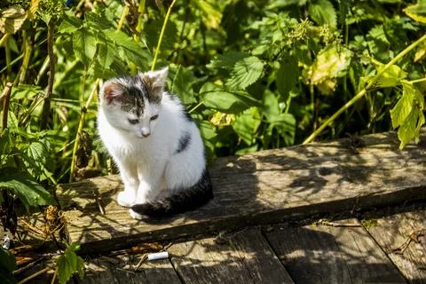 A small white stray cat Stock Photos