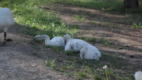 Small white swans Stock Footage 102817788