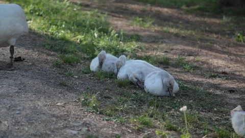 Small white swans Stock Footage 102817792