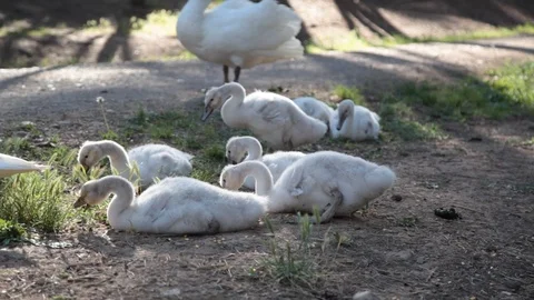 Small white swans Stock Footage 102817797