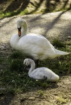 Small white swans Foto stock