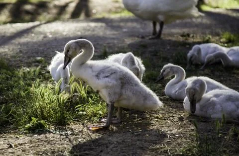 Small white swans Stock Photos