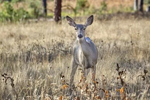 Small white tailed deer in field. Stock Photos