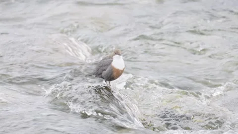 Small white throated dipper bird standing on a rock in the middle of a flowing 스톡 동영상 332113672
