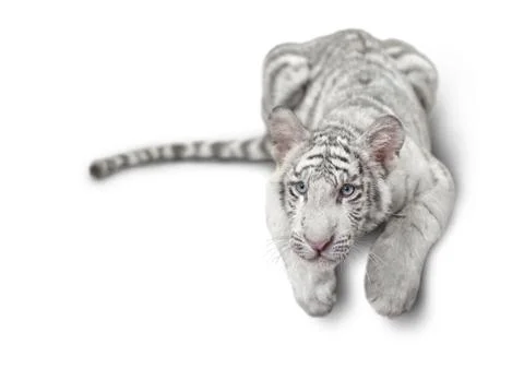 Small white tiger Stock Photos