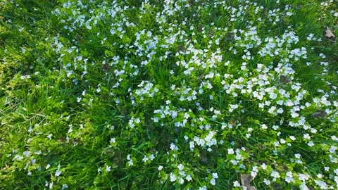 Small white veronica filiformis flowers bloom in green grass during spring. Stock Footage 337941334