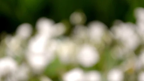 Small white violets on background of green leaves, from unfocus to sharpness Stock Footage 122456267