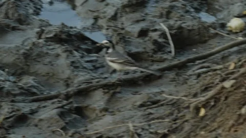 Small white wagtail bird standing on a muddy river bank Stock Footage 337754162